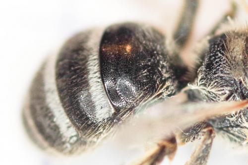 Lasioglossum leucozonium